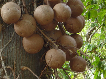 درخت گلوله توپ